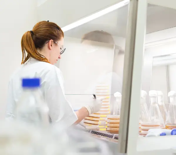 Operator prepares Petri dishes under a laminar flow hood.